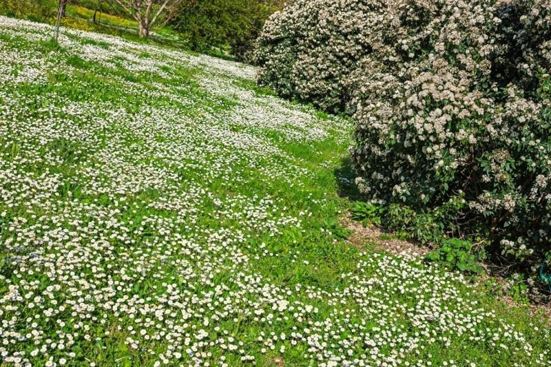 Il Molendino Pisa B&B Calci Dış mekan fotoğraf